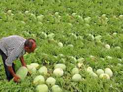 مدیر جهاد کشاورزی باغملک از ممنوعیت کشت هندوانه و محصولات با مصرف بالای آب خبر داد.